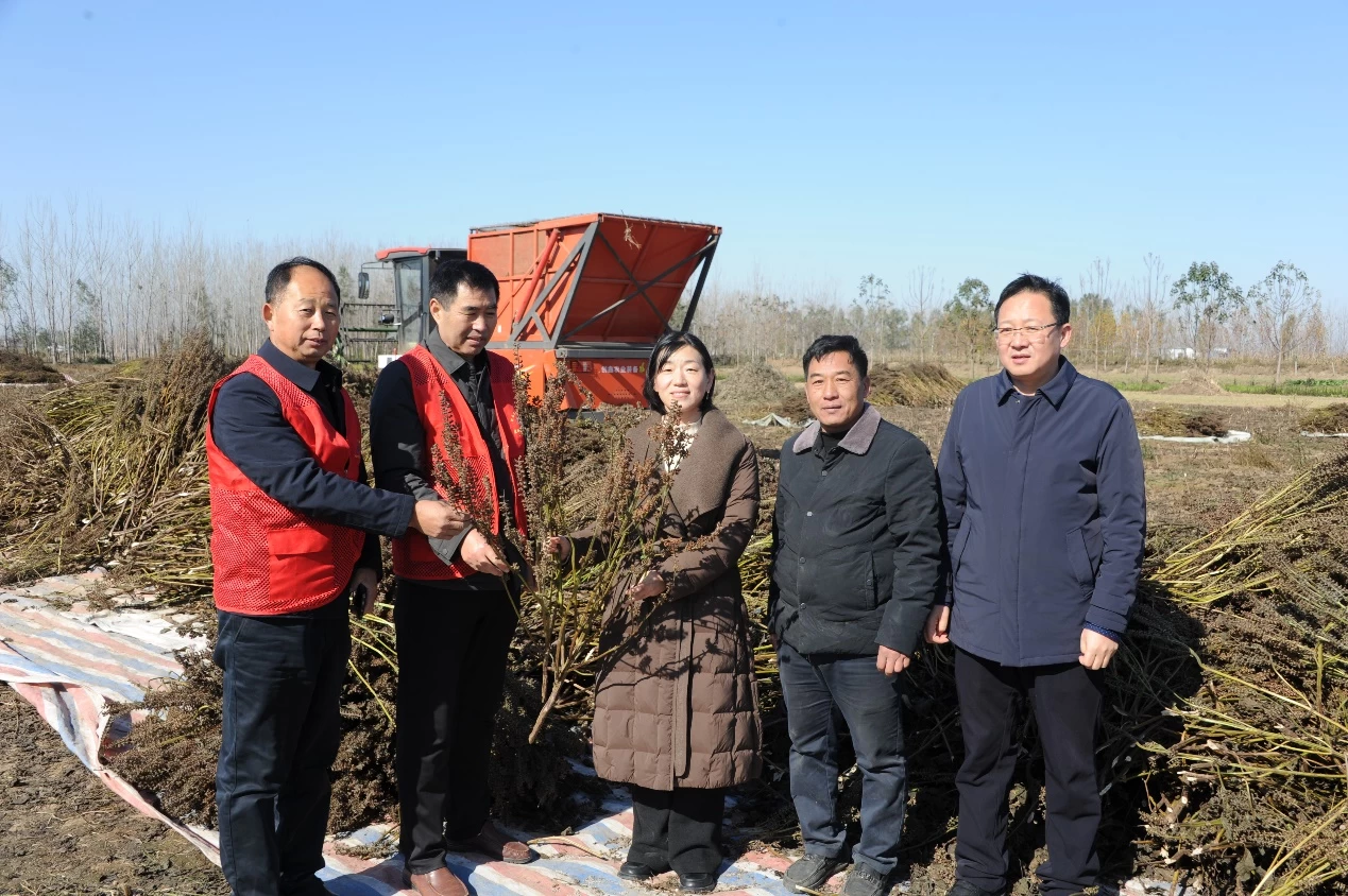 河南省中药材产业服务团深入商丘虞城县指导助推紫苏产业高质量发展