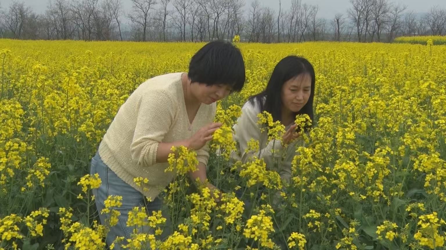 耀州区：油菜花开引客来 农旅融合促振兴