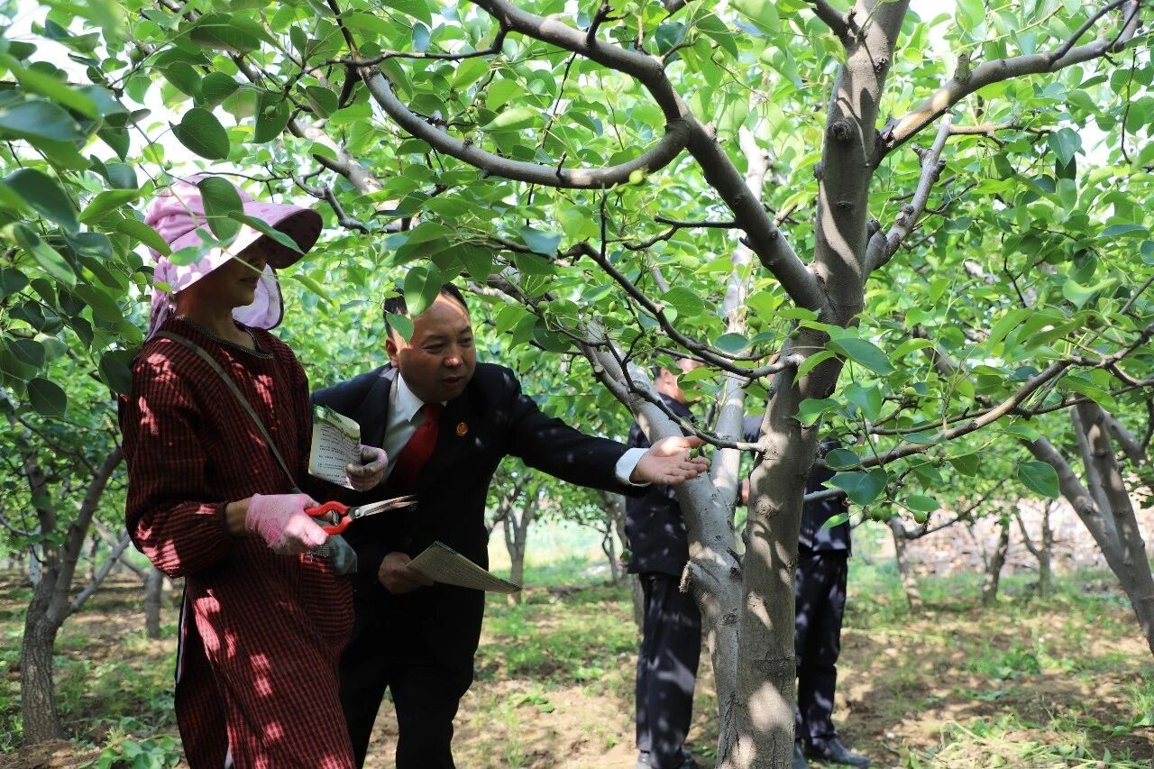 河南洛阳孟津法院：梨果青涩时，我们在铁炉村许下一个“丰收的约定”