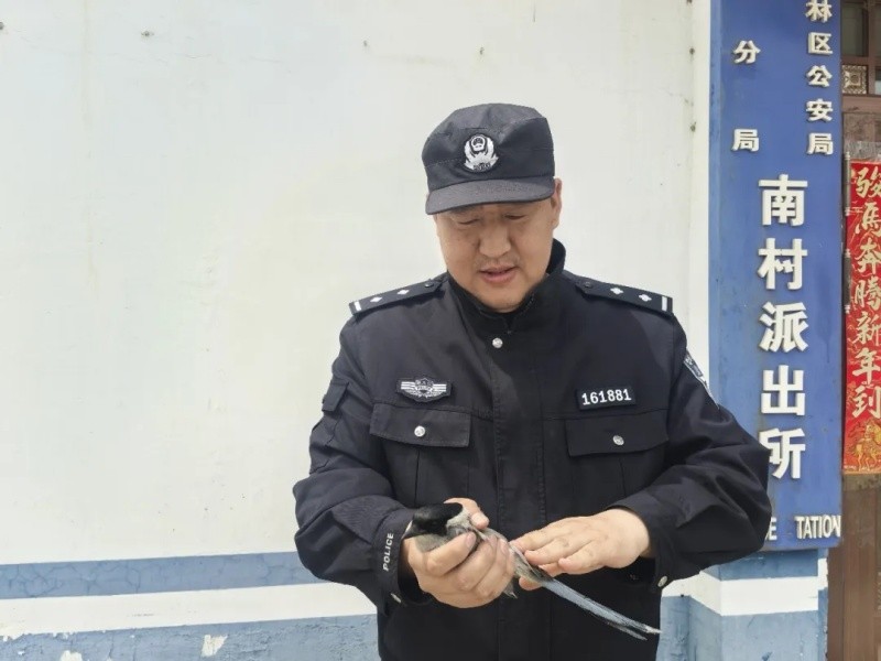 黑龙江林区公安：落难灰喜鹊遇民警，派出所变身临时“避风港”