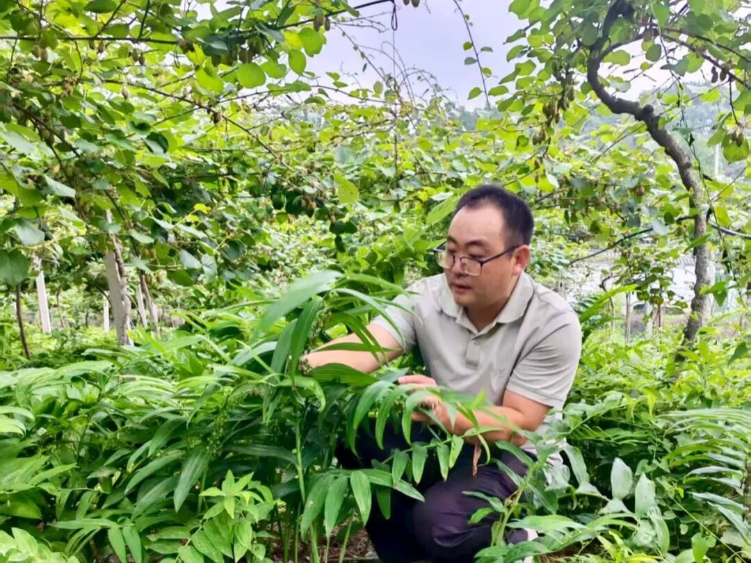 奇异果藤下种黄精，河南汝阳一村庄靠“林下搭伙”念活增收经