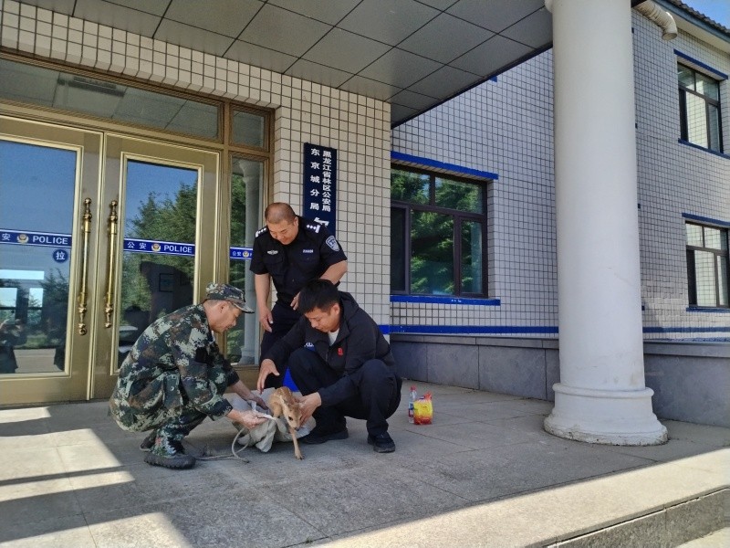黑龙江省林区公安局东京城分局尔站派出所：警民携手护生态 连续救助野生狍子显实效