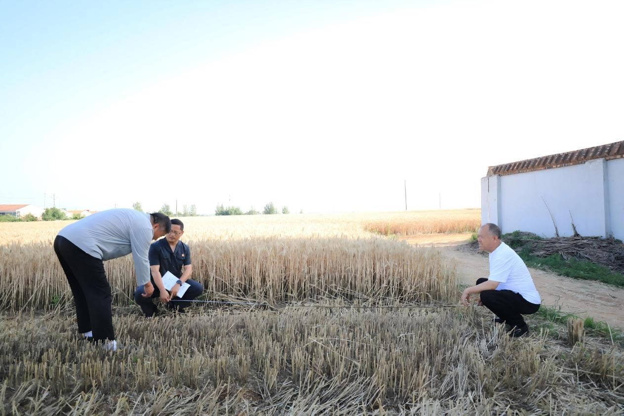 河南渑池：田间地头的“尺量公道”
