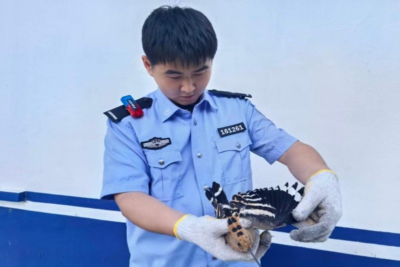 黑龙江林区公安：“戴花帽的长嘴鸟”落难 民警安排专属“康复套餐”