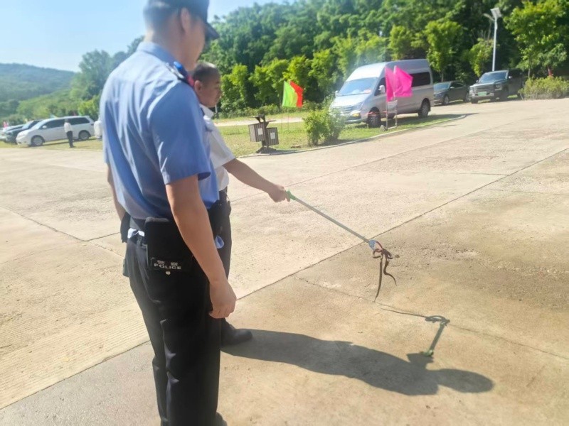 端午游园遇险情！黑龙江省哈尔滨市通河县民警快速擒蛇除隐患守护假期平安