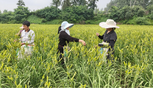 河南洛阳：连片黄花收获忙 助农增收在路上