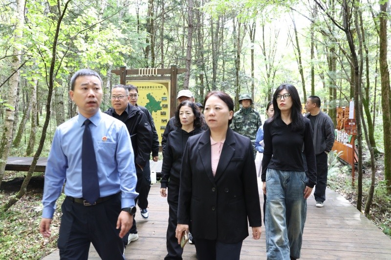 黑龙江省伊春市友好区人民检察院公益诉讼“回头看”守护古树名木，留住绿色文脉