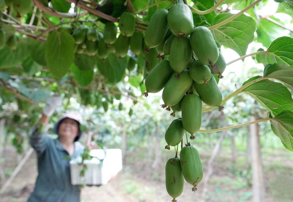 河北卢龙：特色农业助力乡村振兴