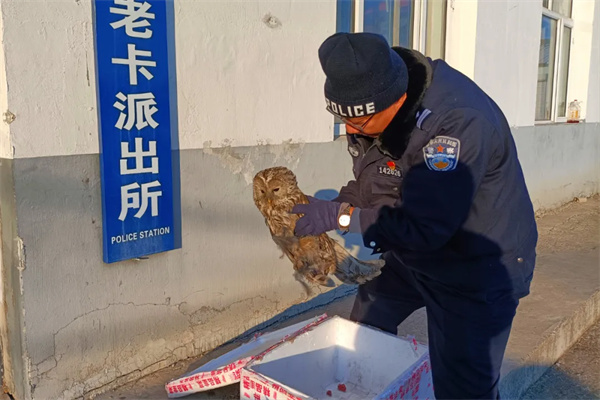 黑龙江省大兴安岭地区公安局韩家园分局：大眼“萌禽”落难 民警该出手时就出手