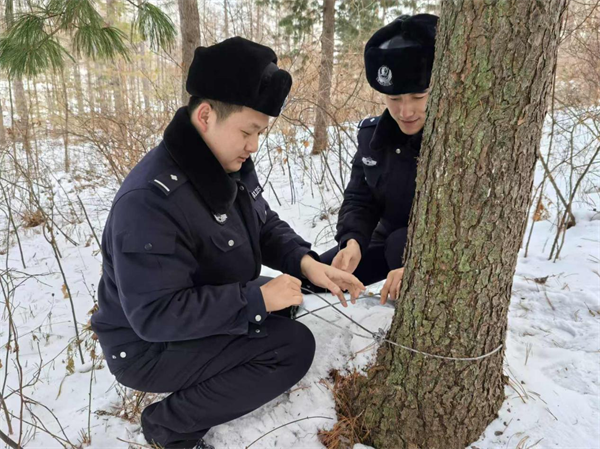 黑龙江省林区公安局林口分局：巡山清套除猎网 筑牢生态“防护墙”