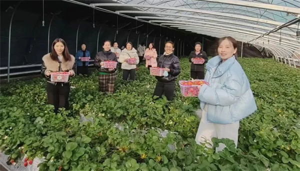 黑龙江省鹤岗市兴山区人民检察院：检察巾帼绽芳华 春日采摘展风采