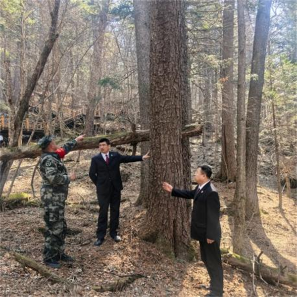 黑龙江省亚布力人民检察院：护太平沟生态“活化石” 精装裱古树“绿色史书”