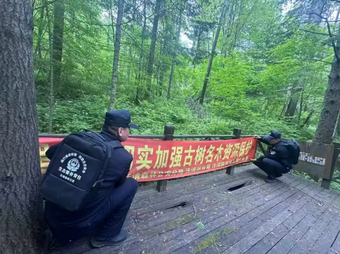 吉林汪清森林公安：倾力呵护古树名木 让绿色“瑰宝”枝繁叶茂 