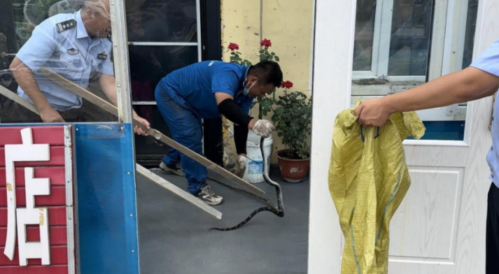 黑龙江省林区公安局亚布力分局警民协作“捕蛇记” 描绘人与自然和谐画卷