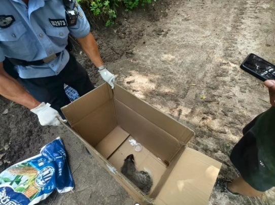 黑龙江省林区公安局亚布力分局庆阳派出所民警送“迷路”野生獾子回家