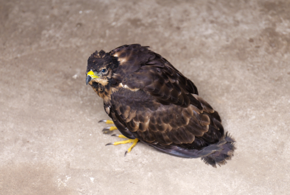 e338757e-2d6a-43b5-b90a-af921741f260.png