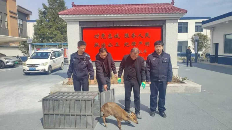 暖心！陕西省西安市公安局汤峪派出所联合林业部门成功救助一只受伤麂子