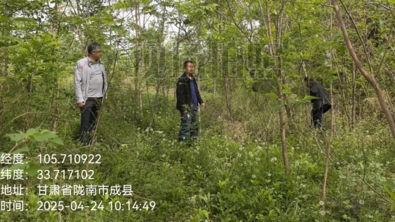 甘肃省陇南市成县抛沙镇：铁腕清山除毒瘤 密网护境守净土