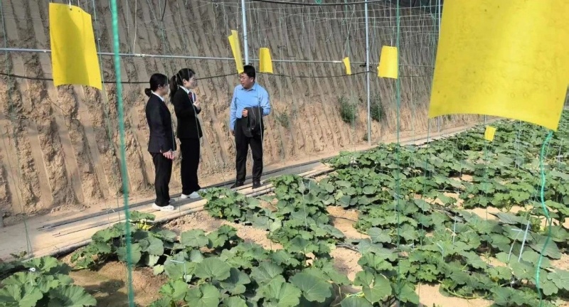 甘肃省庆阳市镇原法院开边法庭以“蔬菜法庭”赋能沅山食用菌产业高质量发展