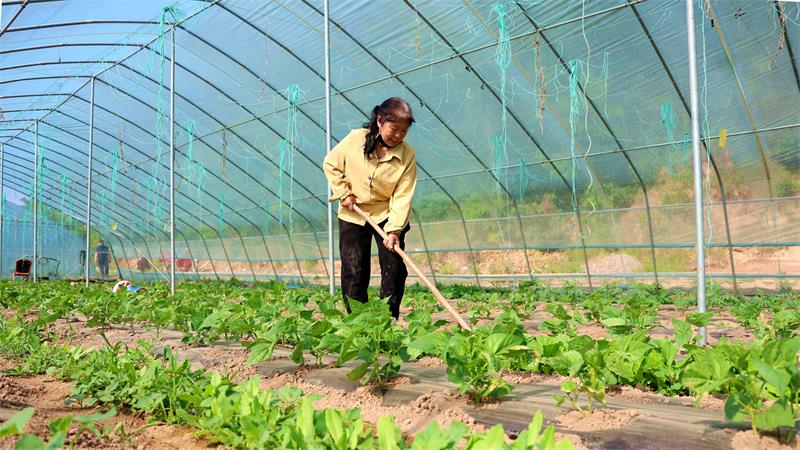 宜川县甘义沟村种植户罗缠叶正在拱棚内除草。_proc.jpg