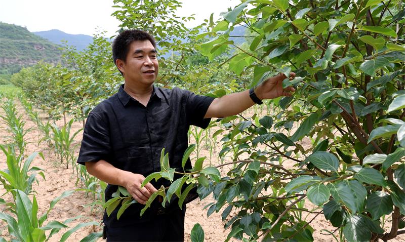 李静查看柿子示范园柿子树挂果情况。_proc.jpg