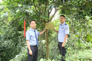 四川荥经县检察院：“检察蓝”让百年枇杷茶古树“亮明身份”