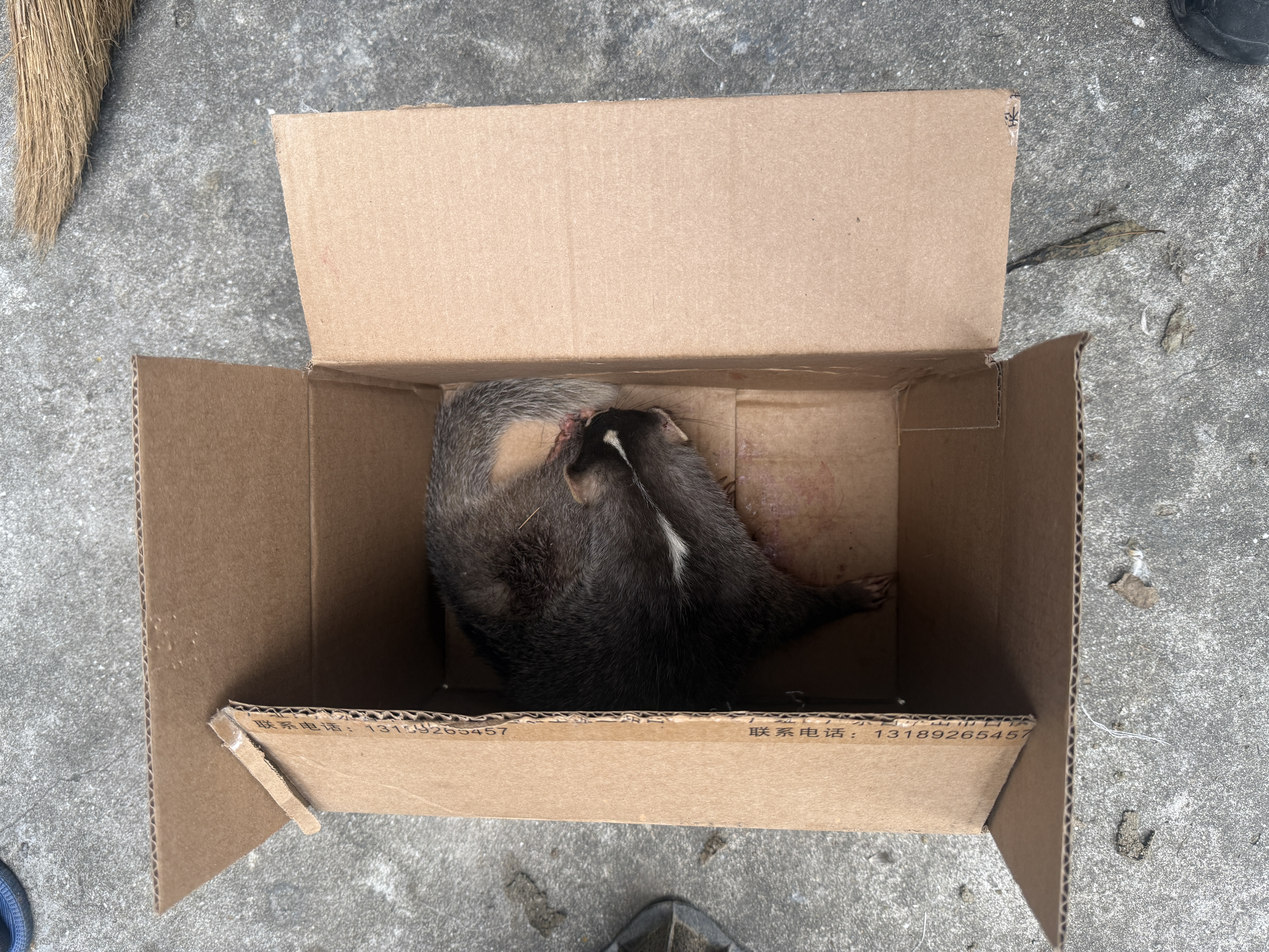 麻步所救助鼬獾 (2).jpg