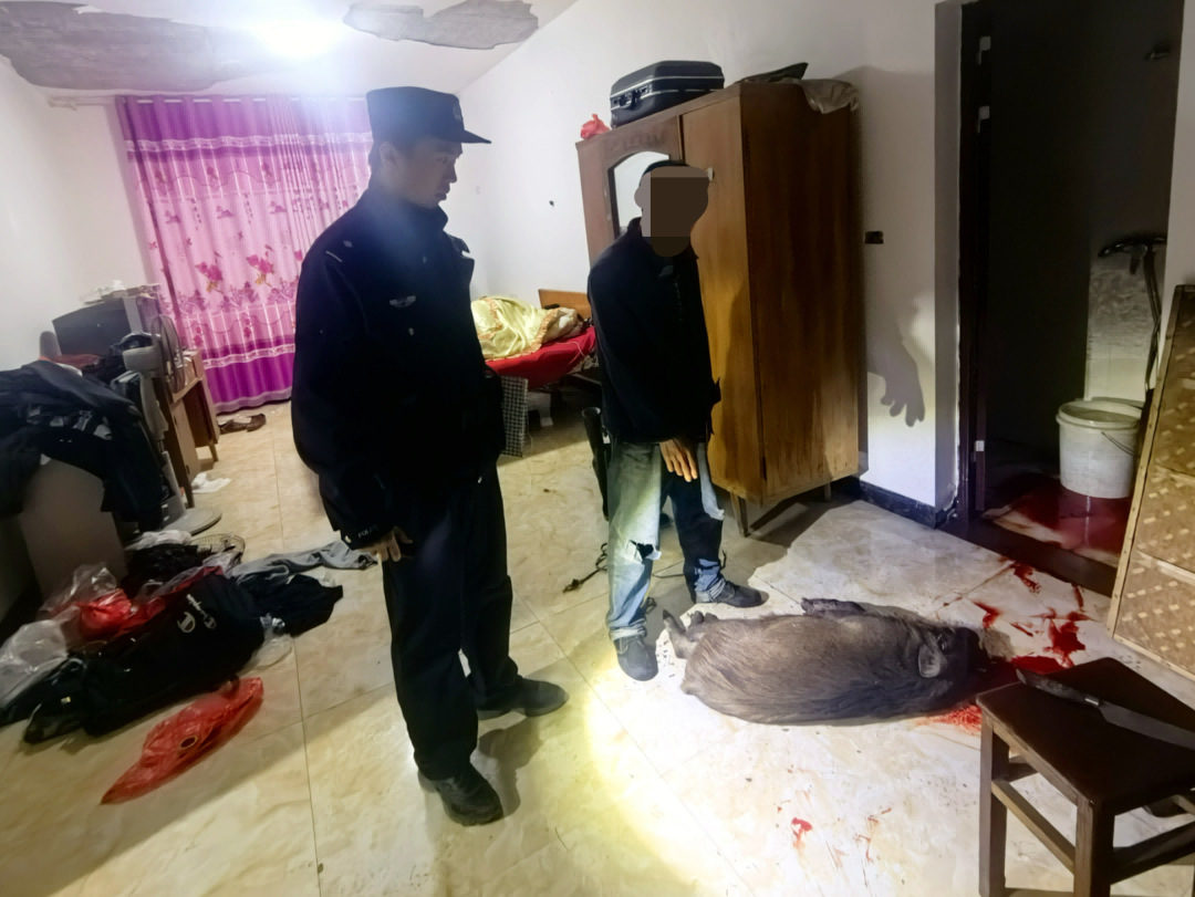 如此铲除“祸患”不可取！浙江缙云一男子非法捕猎野猪被处罚