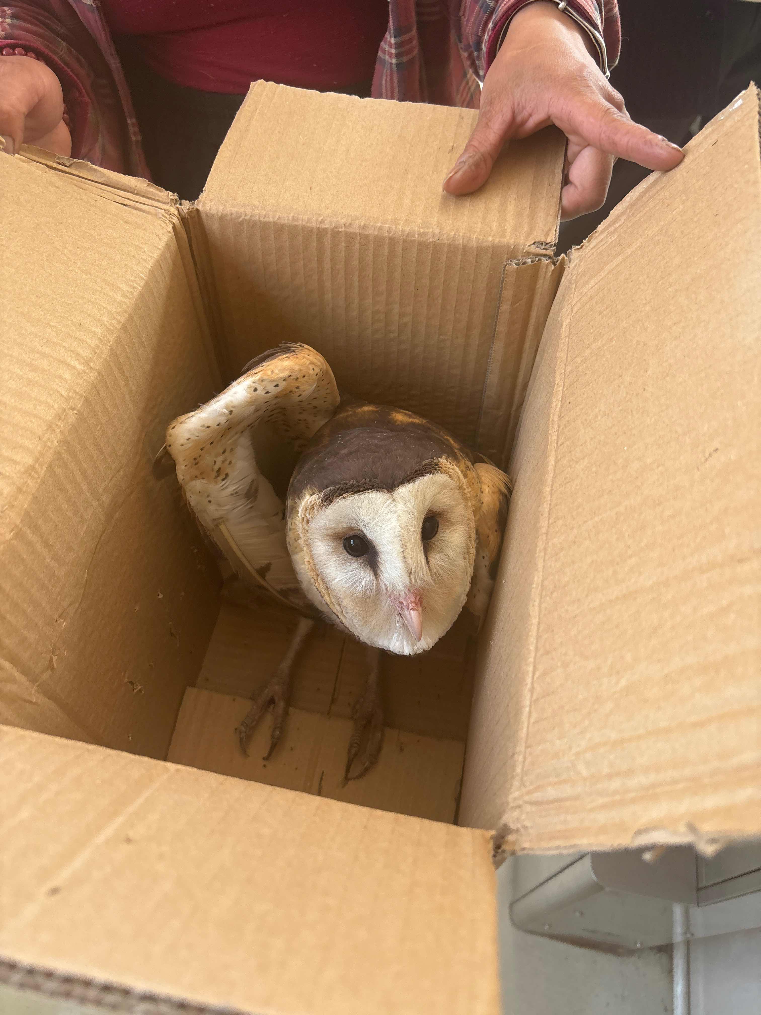 猴面鹰2.JPG