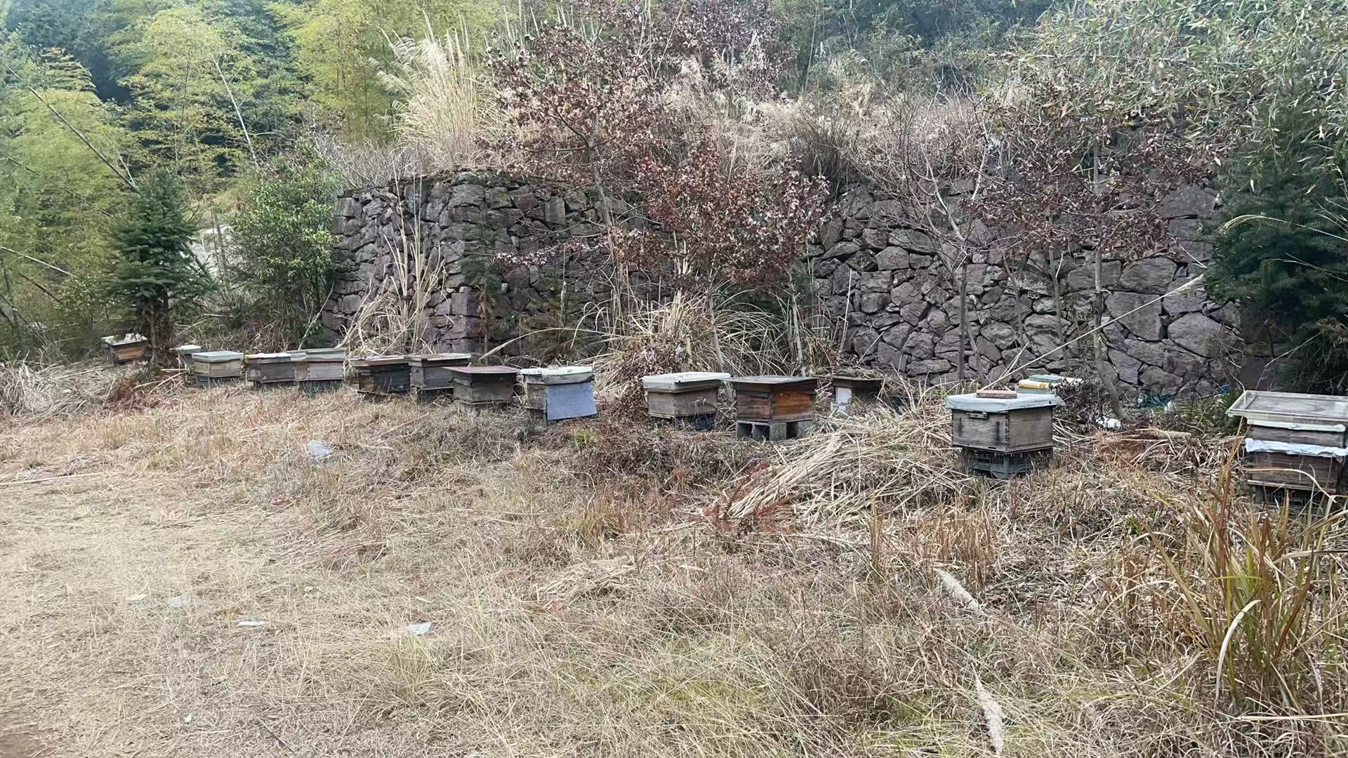 林师傅的养蜂地.jpg 林师傅的养蜂地.jpg