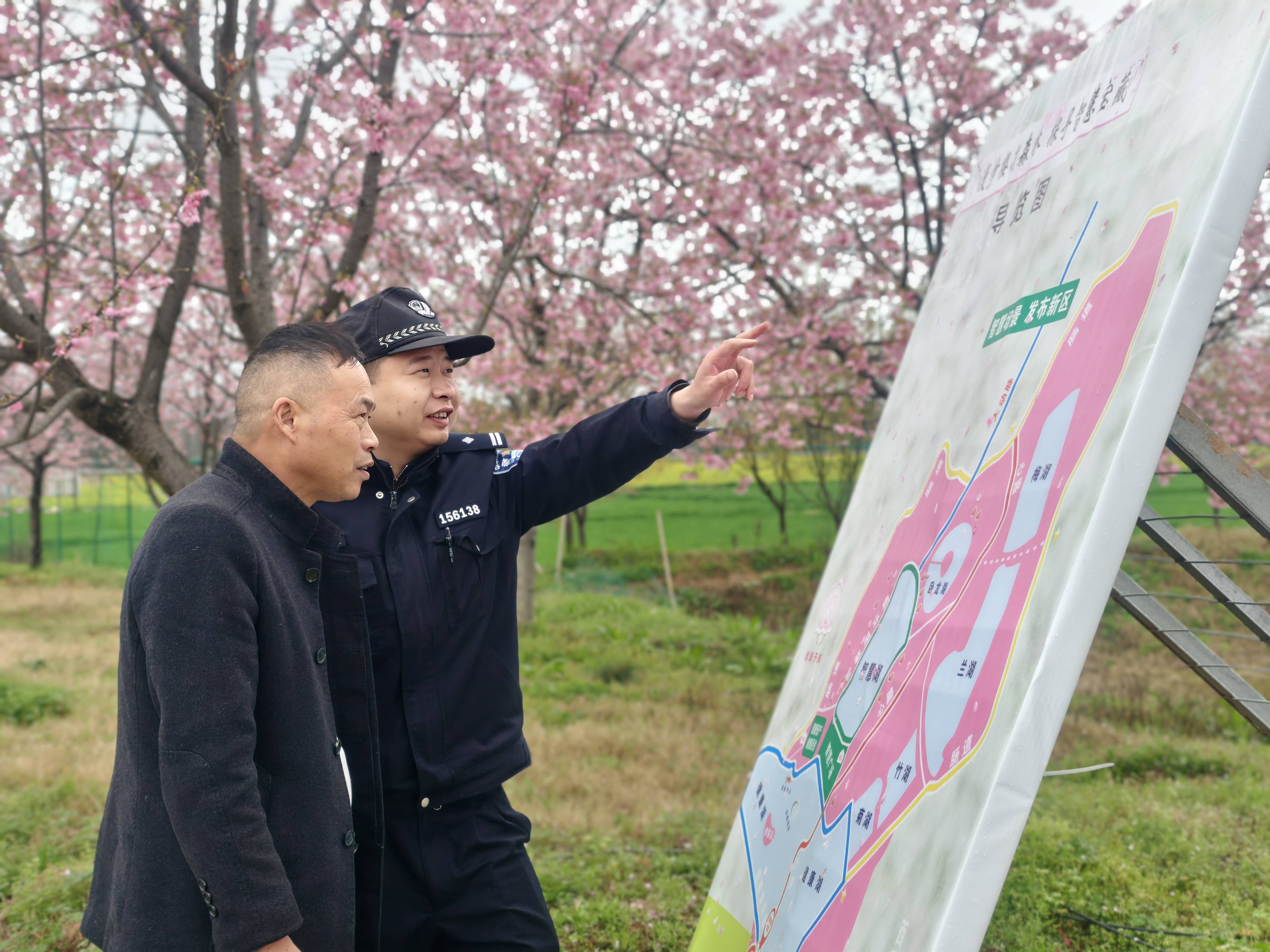 浙江兰溪：樱花烂漫处 藏蓝护芳华