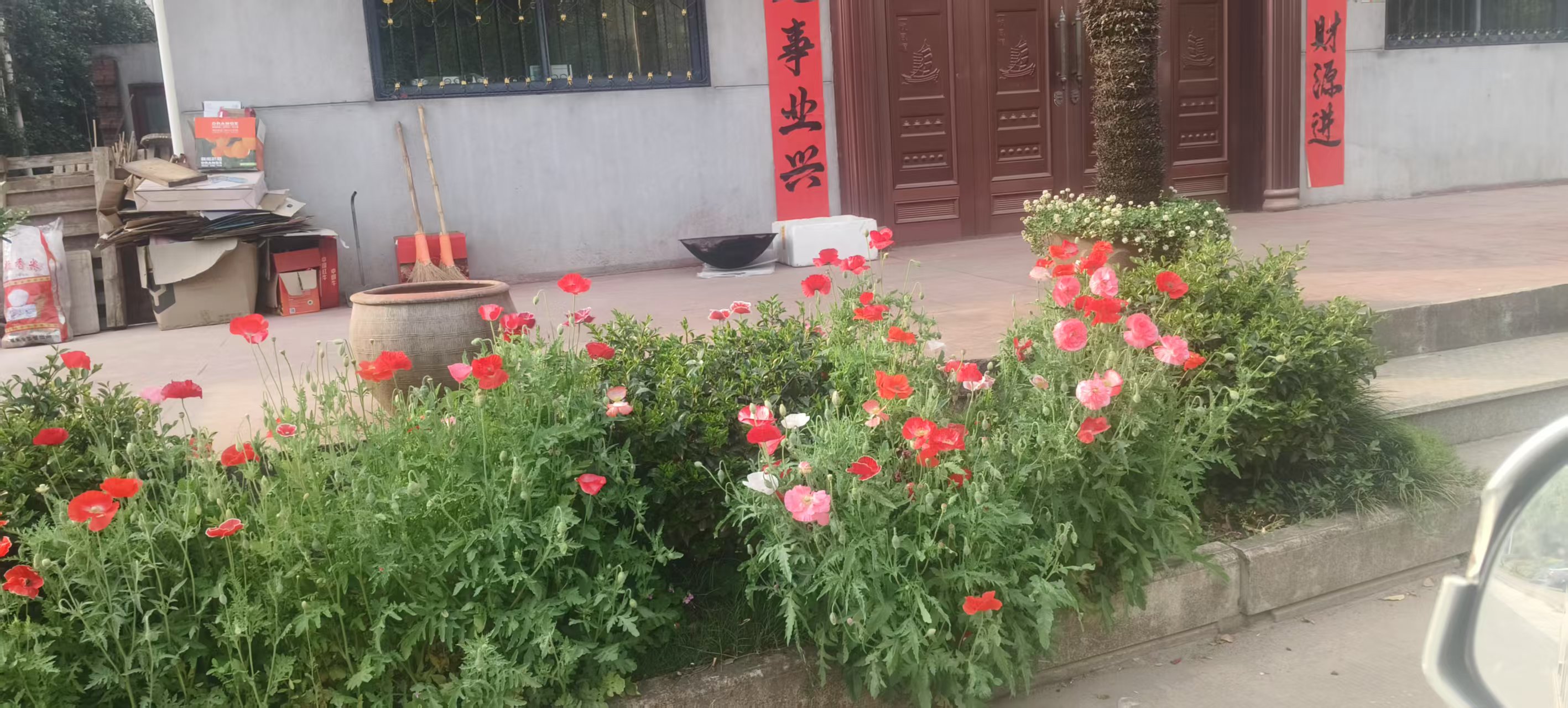 浙江永康：警惕！这两种花“长得像”，一个违法一个安全