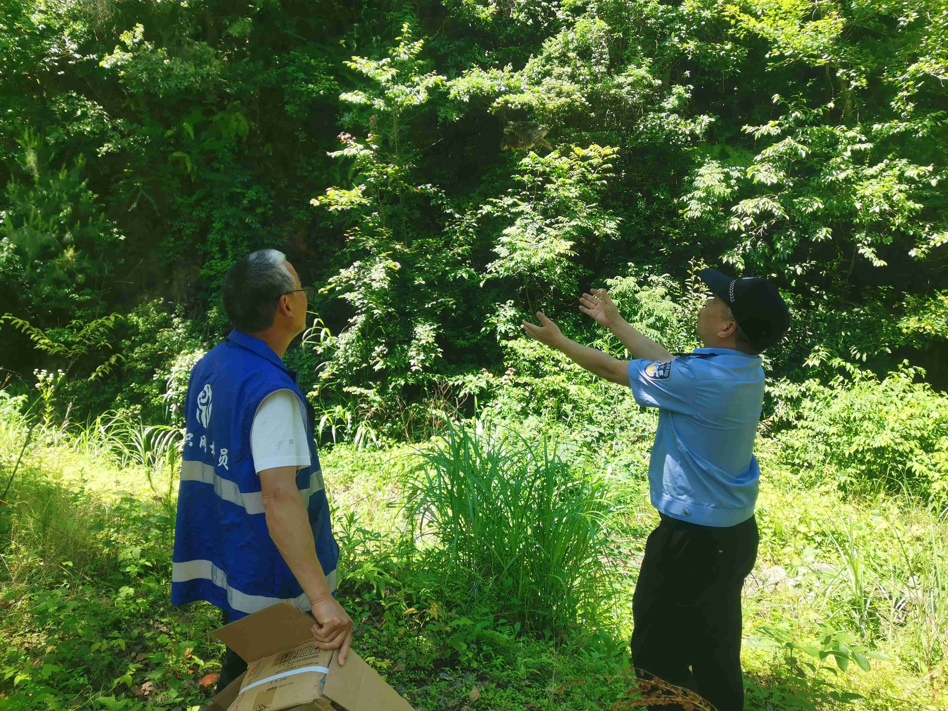 (放第三段后面)生态警长徐文波放生猫头鹰.jpg (放第三段后面)生态警长徐文波放生猫头鹰.jpg