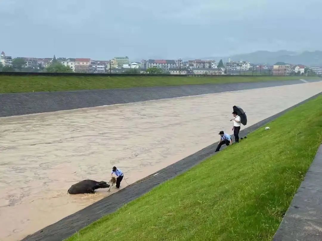 救助落水动物.jpg 救助落水动物.jpg