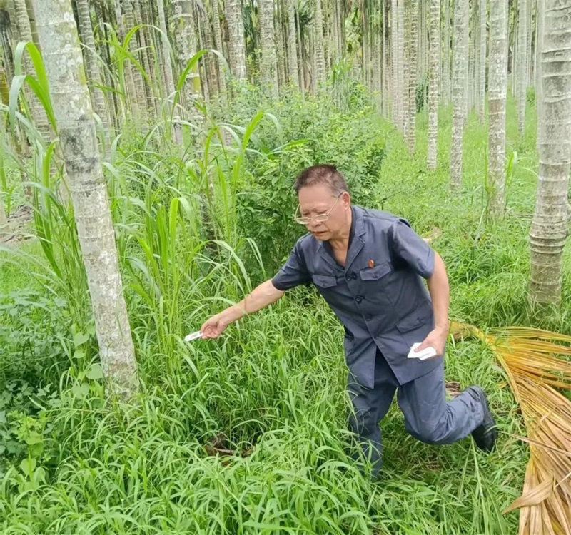 海南乐东法院：田间法庭解“心结” 槟榔树下断“姻缘”