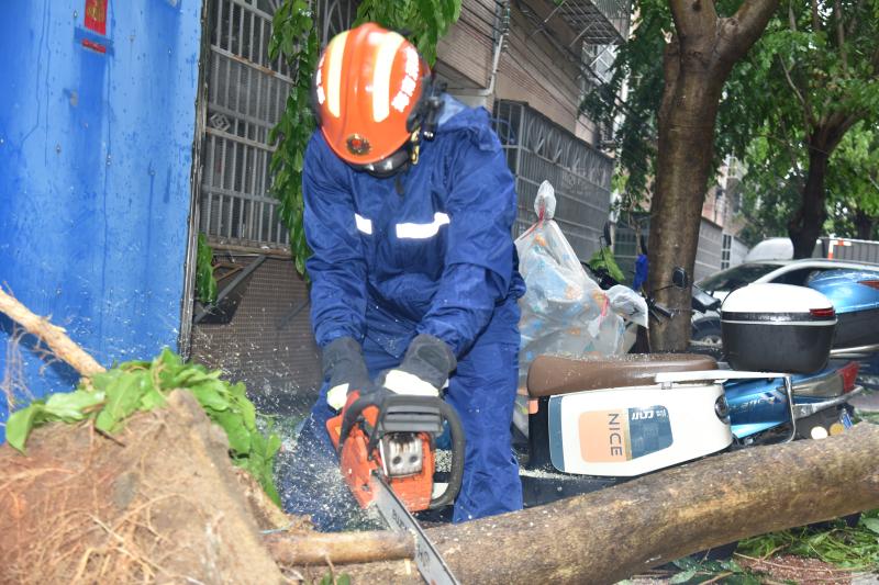 台风“剑鱼”致树木倒伏阻路 海南昌江消防紧急清障保畅通