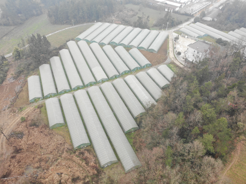 湖北恩施市：集体经济“壮”起来