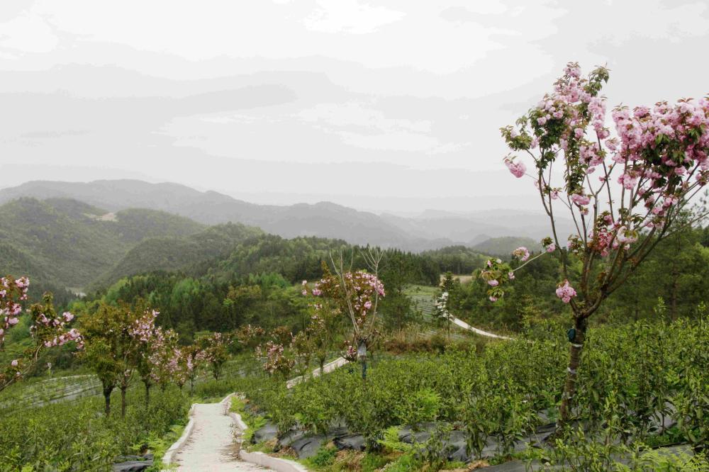 湖北利川堰塘村：昔日光秃坡 今日茶满园