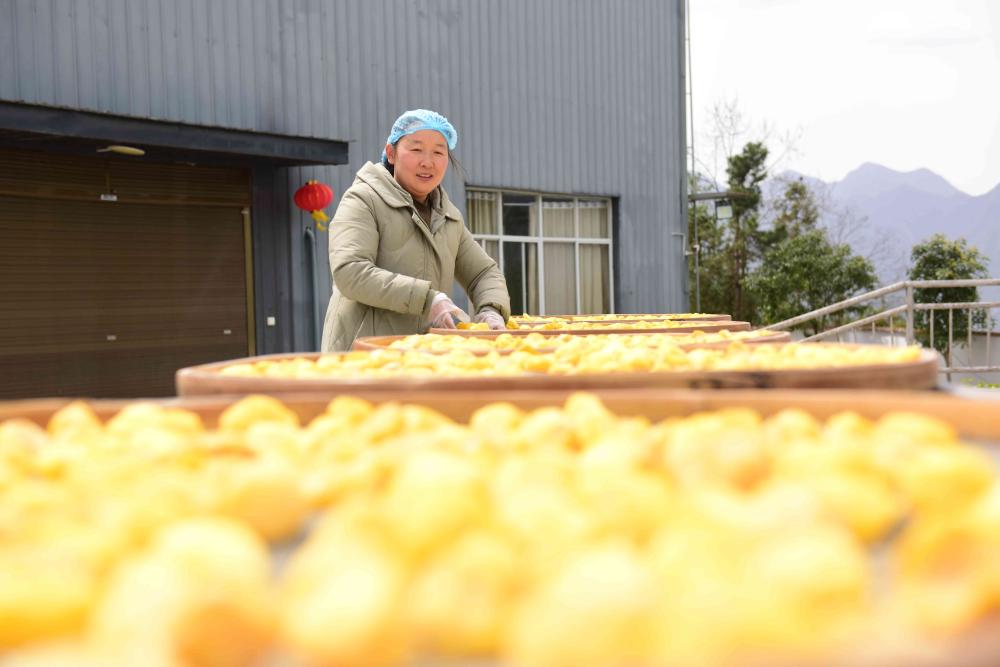 湖北恩施市：向作洲与“恩施土豆”的14年情缘