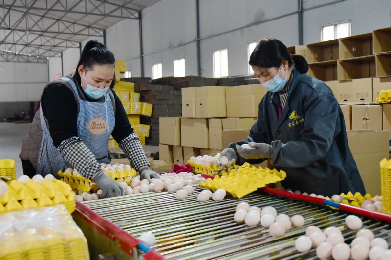 2月24日,在恩施硒蛋宝农业科技有限公司,工人们忙着分拣鸡蛋,包装好后发往恩施城区.jpg