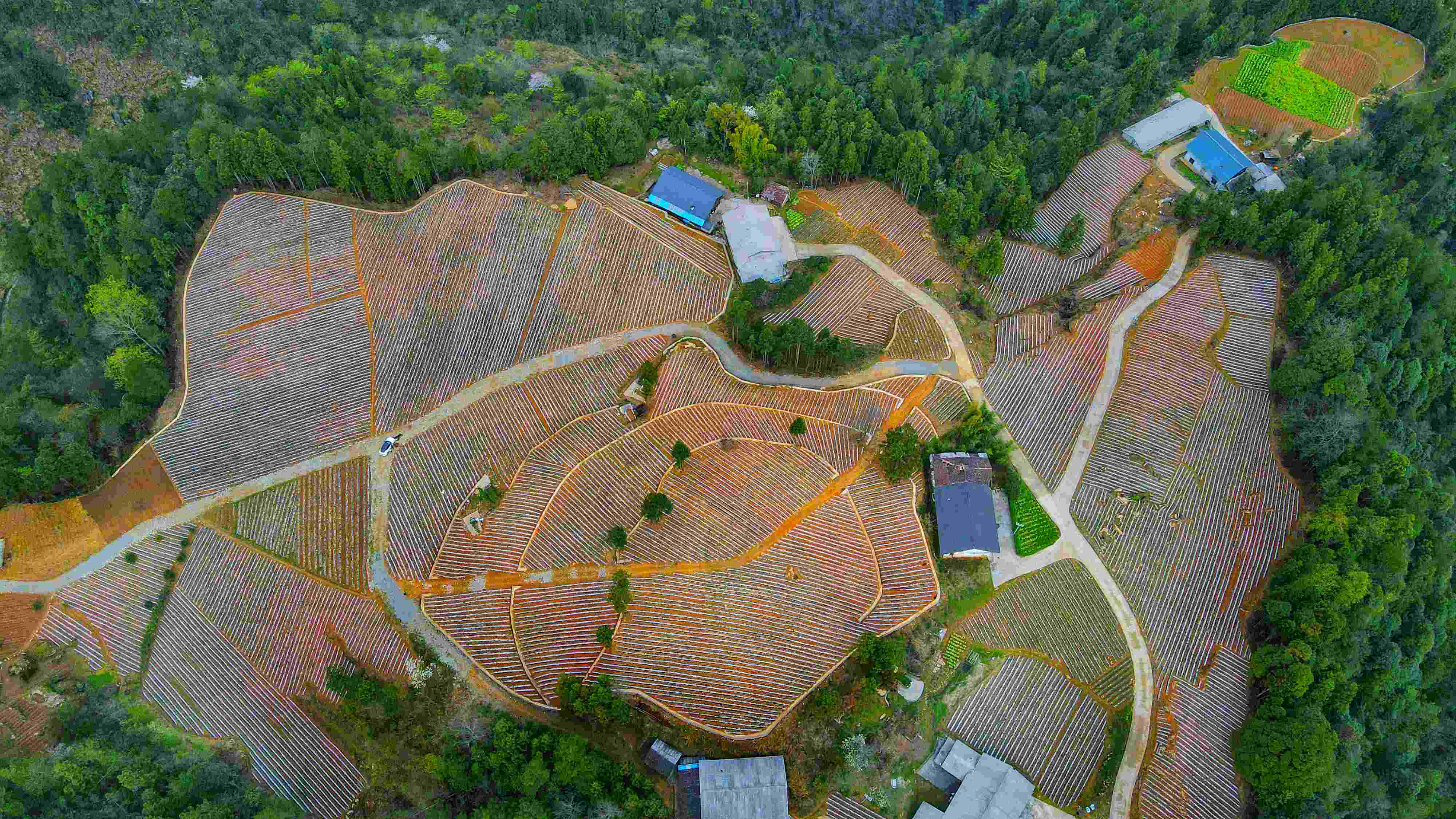 石林村锦绣谷组的60亩连片土豆基地。1.jpg
