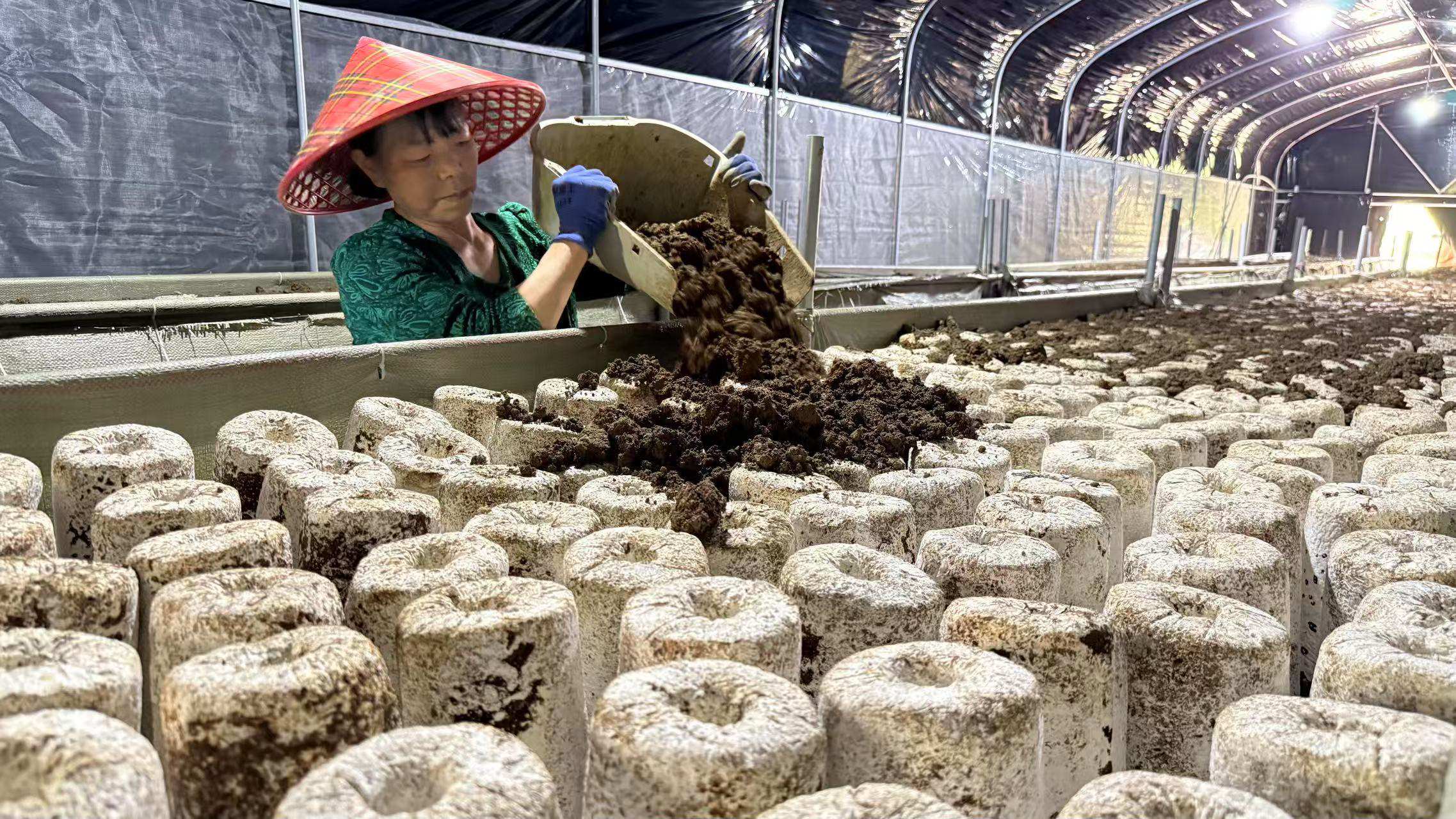 龙宗玉正在给菌棒覆土。.jpg 龙宗玉正在给菌棒覆土。.jpg