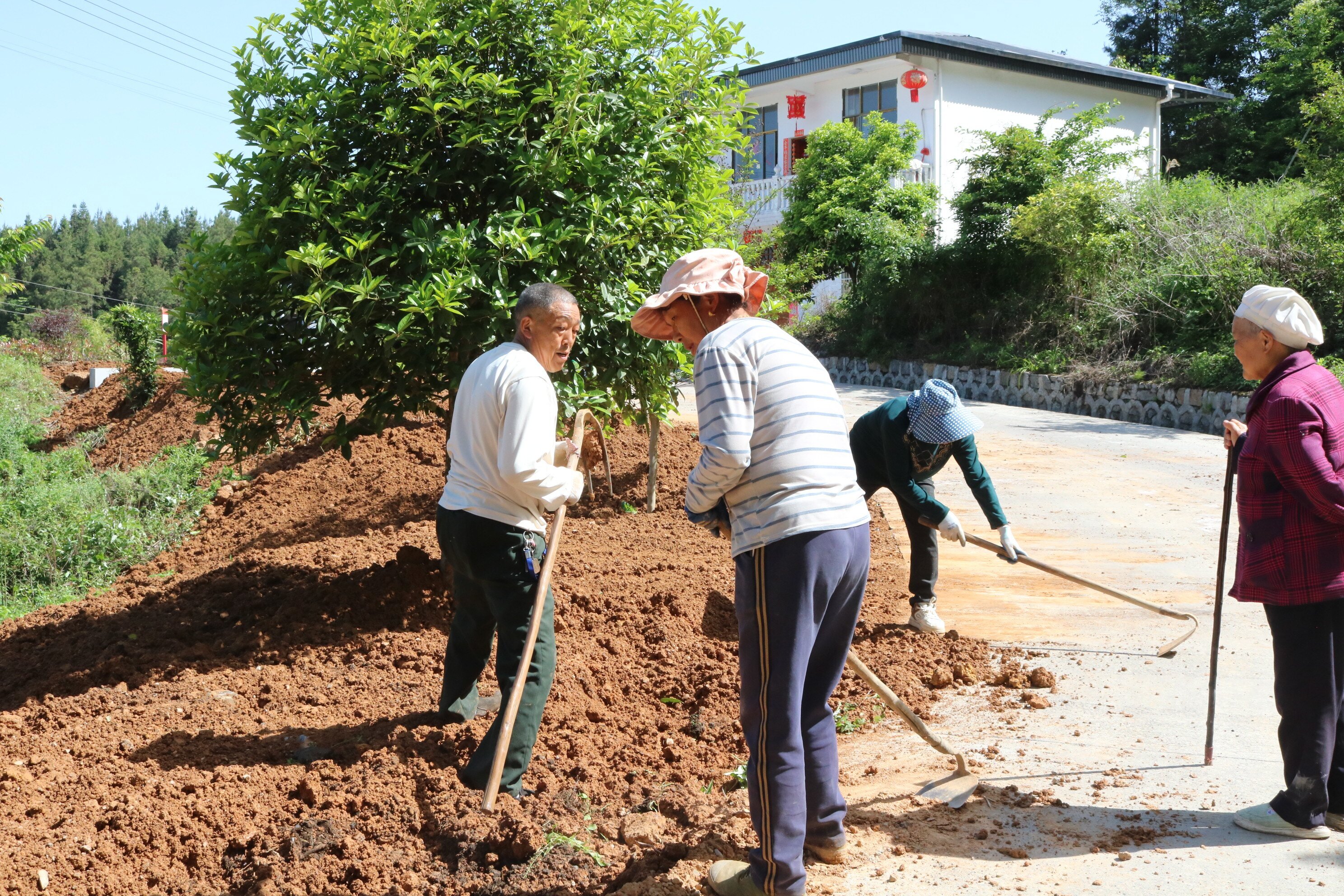 村民王在耀正带领乡邻修整门前花圃 (2).jpg 村民王在耀正带领乡邻修整门前花圃 (2).jpg