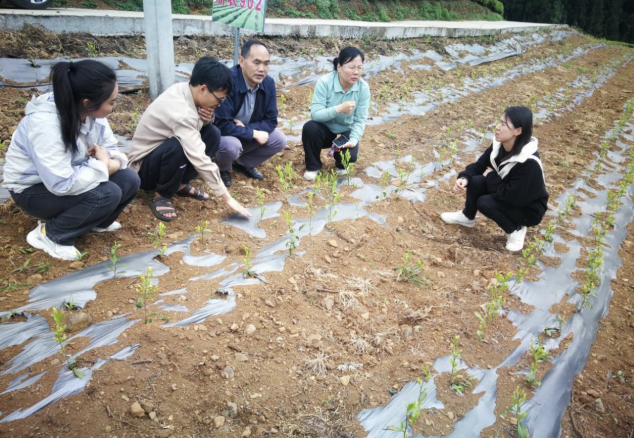 国家科技特派团深入贵州省六盘水市水城区解答茶叶生产“科技密码”  