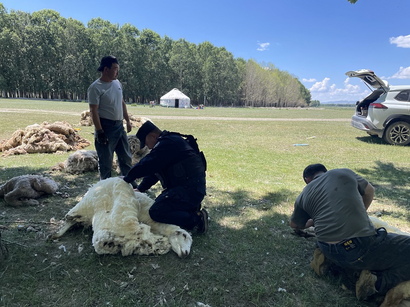 新疆生产建设兵团第四师昭苏垦区公安局：跨界助农，羊群迎来“造型师”