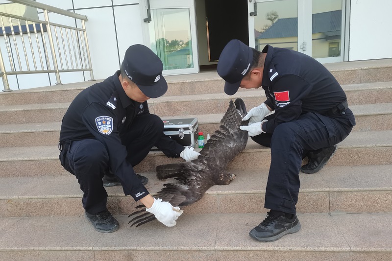 新疆出入境边防检查总站伊犁边境管理支队：黑鸢遇险 警民联手救助
