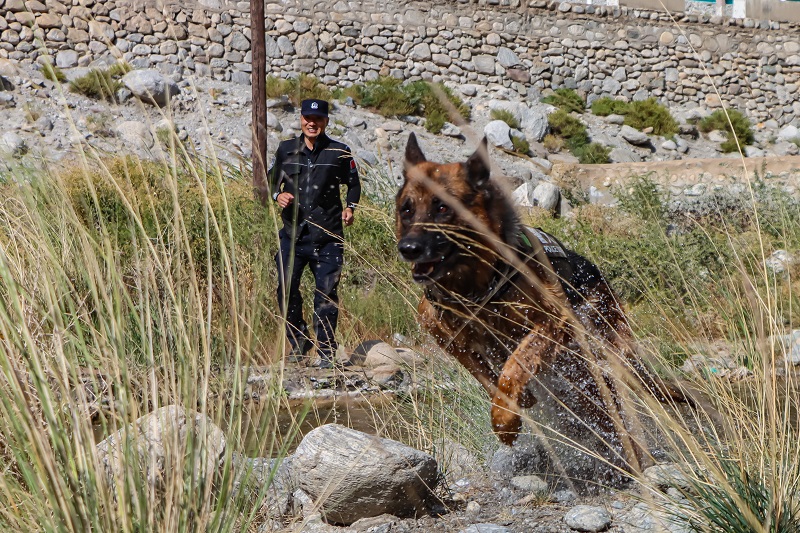 图为警犬穿越水池.jpg