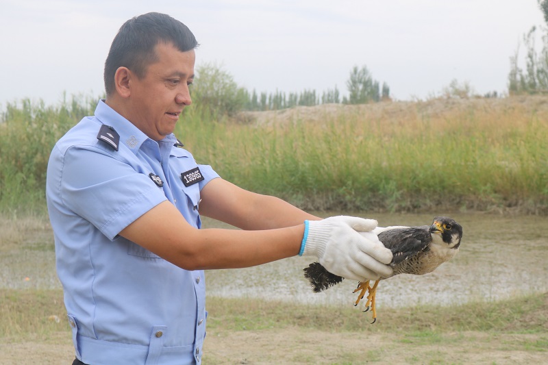 巴州焉耆：民警在开阔地带放飞游隼，拍摄：张俊峰.jpg