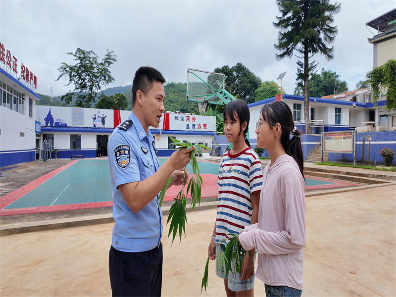 云南临沧：报告警察叔叔，发现大麻！