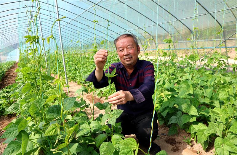 宜川县甘义沟村种植户柴海军正在整理豆角藤蔓。_proc.jpg